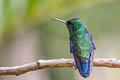 Steely-vented Hummingbird Saucerottia saucerottei warscewiczi