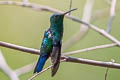 Steely-vented Hummingbird Saucerottia saucerottei saucerrottei 