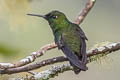Steely-vented Hummingbird Saucerottia saucerottei warscewiczi