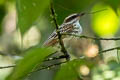 Streaked Flycatcher Myiodynastes maculatus difficilis
