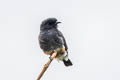 Swallow-winged Puffbird Chelidoptera tenebrosa Chelidoptera tenebrosa