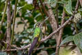 Sword-billed Hummingbird Ensifera ensifera