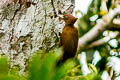 Variablle Woodpecker Celeus undatus  grammicus (Scaly-breasted Woodpecker)