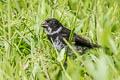 Variable Seedeater Sporophila corvina ophthalmica