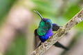 Violet-crowned Woodnymph Thalurania colombica colombica
