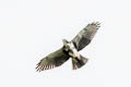 White-throated Hawk Buteo albigula