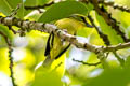 Yellow-browed Shrike-Vireo Vireolanius eximius eximus