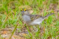Yellow-browed Sparrow Ammodramus aurifrons tenebrosus