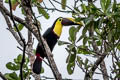 Yellow-throated Toucan Ramphastos ambiguus swainsonii (Chestnut-mandibled Toucan)