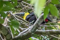 Yellow-throated Toucan Ramphastos ambiguus swainsonii (Black-mandibled Toucan)