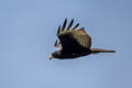 Zone-tailed Hawk Buteo albonotatus