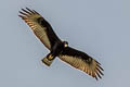 Zone-tailed Hawk Buteo albonotatus