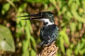Amazon Kingfisher Chloroceryle amazona