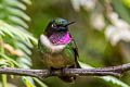 Amethyst-throated Sunangel Heliangelus amethysticollis laticlavius