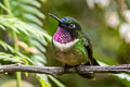 Amethyst-throated Sunangel Heliangelus amethysticollis laticlavius