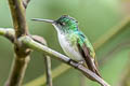 Andean Emerald Uranomitra franciae viridiceps