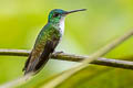 Andean Emerald Uranomitra franciae viridiceps