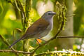 Andean Solitaire Myadestes ralloides plumbeiceps