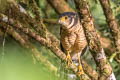 Barred Forest Falcon Micrastur ruficollis interstes