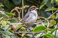 Bay-crowned Brushfinch Atlapetes seebohmi simonsi 