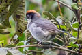 Bay-crowned Brushfinch Atlapetes seebohmi simonsi 