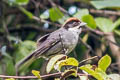 Bay-crowned Brushfinch Atlapetes seebohmi simonsi 