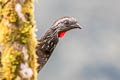 Bearded Guan Penelope barbata