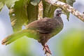 Bearded Guan Penelope barbata