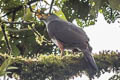 Bicoloured Hawk Astur bicolor bicolor