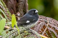 Black-and-white Seedeater Sporophila luctuosa