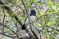 Black-and-white Tanager Conothraupis speculigera