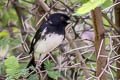 Black-and-white Tanager Conothraupis speculigera