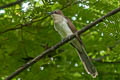 Black-billed Cuckoo Coccyzus erythropthalmus