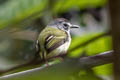 Black-capped Pygmy Tyrant Myiornis atricapillus