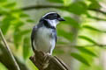 Black-capped Sparrow Arremon abeillei abeillei