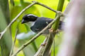 Black-capped Sparrow Arremon abeillei abeillei