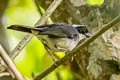 Black-capped Sparrow Arremon abeillei abeillei