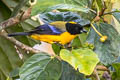 Black-chinned Mountain Tanager Anisognathus notabilis