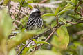 Black-crested Tit-Tyrant Anairetes nigrocristatus