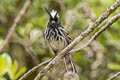 Black-crested Tit-Tyrant Anairetes nigrocristatus