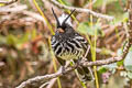 Black-crested Tit-Tyrant Anairetes nigrocristatus