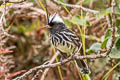 Black-crested Tit-Tyrant Anairetes nigrocristatus