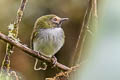 Black-throated Tody-Tyrant Hemitriccus granadensis pyrrhops