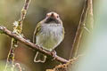 Black-throated Tody-Tyrant Hemitriccus granadensis pyrrhops