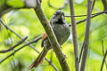 Blackish-headed Spinetail Synallaxis tithys