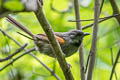 Blackish-headed Spinetail Synallaxis tithys