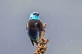 Blue-necked Tanager Stilpnia cyanicollis cyanopygia