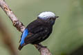 Blue-rumped Manakin Lepidothrix isidorei isidorei