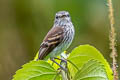 Bran-coloured Flycatcher Myiophobus fasciatus fasciatus