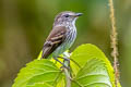 Bran-coloured Flycatcher Myiophobus fasciatus fasciatus